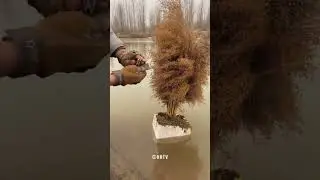 Burning Down Dry Tree Using Fire Flints