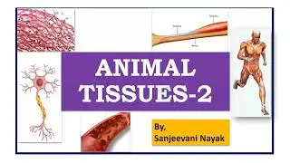 Connective tissues | Types of connective tissue | Animal and plant tissues