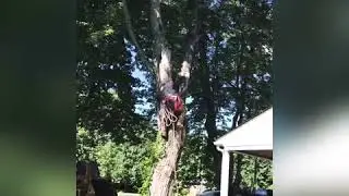 Aiden&rsquo;s tree service 🌳🌳