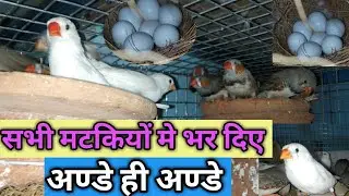 Finch Colony Breeding Pprogress