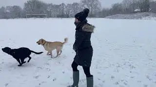 Dogs Love a Snowball Fight 😂❄️ | Pure Winter Chaos | #funnydogs #dogsnow #cutedog 