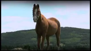 The Horse. TV Series Trailer.