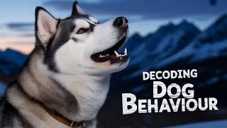 Dog Facts and Behaviour  Fascinating Canine Insights  1