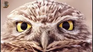 burrowing owl documentry hindi #owl 