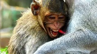Biting weaning a milk ! Money Jane to hurt Jody Monkey asking the milk even and he runs around to.