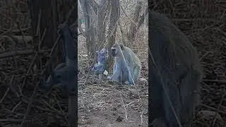 Wild baby monkey having fun