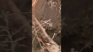 tree roots can grow along,  against foundation walls and cause crack, crack parging