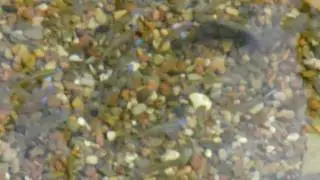 Notropis chrosomus  Regenbogenshiner Regenbogenorfe im Koiteich www.notropis-zucht.de