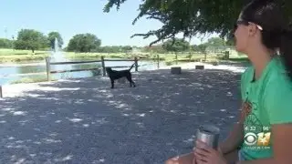 Fort Worth Dog Parks Reopen But People Must 'Stay' 6 Feet Apart During Pandemic
