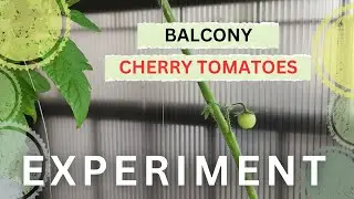 Growing Cherry Tomatoes on the Balcony | Experiment | Part 1