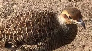 pheasant bird breeding, partridge bird season,teetar eating