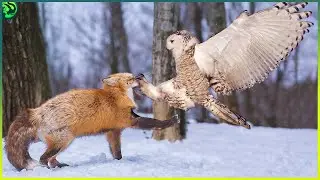 Las Peleas de Búhos más eligrosas