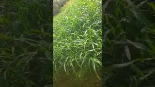 cofs 31