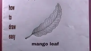 How to Draw a Mango Leaf Easy/Mango Leaf Drawing