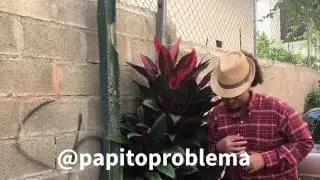 Papito Problema | Aqui nadie esta borracho (Video-Official) 2016