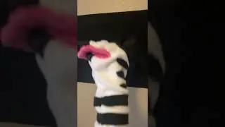 Introducing Zen the Zebra from Baby Monet and World Animal Adventure! #babyeinstein #puppet #zebra