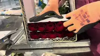 If you want to purchase Chinese flowers, follow me, they can be exported globally!