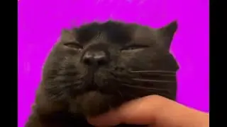 Lu purring on daddy&rsquo;s lap | ASMR black cat relaxing purring and cuddles