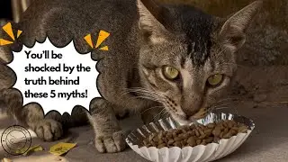 Stray Dogs in India: The Truth You Need to Know