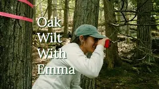 Oak Wilt with Emma