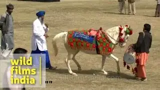 Horse made to dance to dhol beats during rural sports festival
