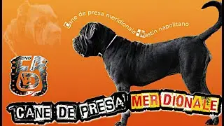Cane de Presa meridional 🐕⚡ | Italy&rsquo;s Most Feared Hunting & Guard Dog