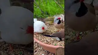White Zebra Finch eating seeds with other finches in Bird Aviary