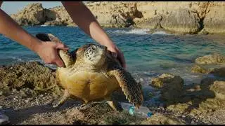 Malta - Turtle rescue at Imgiebah Bay