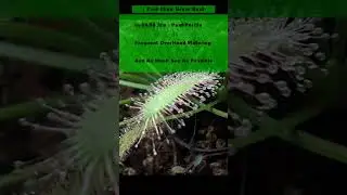 Cape Sundew Care Tips #carnivorousplant #plants #gardening #sundew