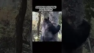 Silverback gracefully slides down a tree! A  powerful moment in the wild. #gorillatrekking #travel