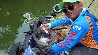Umpan Ikan Tilapia WPA/MIDI Friendly Pole Fishing Competition 2nd June 2019