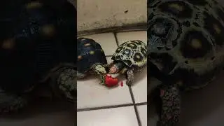 Cherry head and Red footed tortoise eating Strawberry