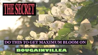 USE THIS TRICK TO GET MAXIMUM FLOWERS ON BOUGAINVILLEA. #bougainvillea #tipsandtricks #flowers