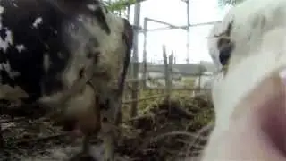 Calf licks Gopro camera installed in stable to film it