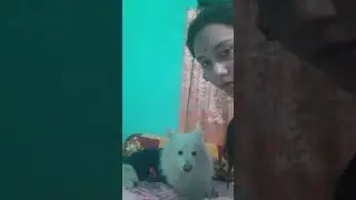 Bhukkar kutush🤭😂 #kutush #shorts #YouTubeshorts #funny #comedy #cute #dog #memes #spitz #trending