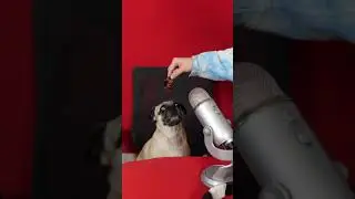 PUG DOES ASMR #youtubepartner #ASMR