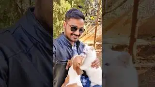 animal lover #ai #video #aivideo #aishorts #aiart #shortfeed #shortsviral #shortvideo #shortsyoutube