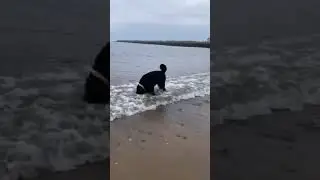 Russian black terrier playing at beach aged 9 months old #fyp #atlas #beach #raredogbreed