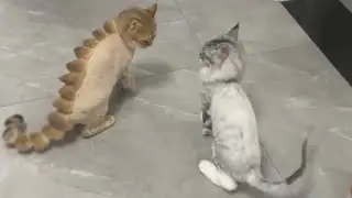 Funny and entertaining cats behavior 😻😹
