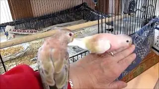 Rosie Bird is Back - Specialist on Bourke Parakeets