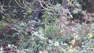 Norton on Derwent, North Yorkshire: deliberate sewage pollution of the River Derwent SSSI.