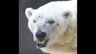 This Polar Bear Killed A Man In Front Of His Kids