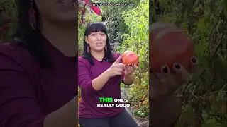 Harvesting tomatoes in the winter: Florida Tomato Gardening
