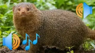 Mongoose sound 🎶effect voice 🔊👀