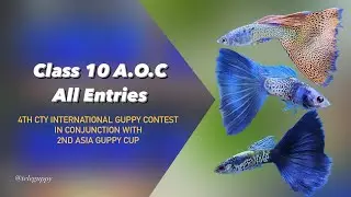 All 16 A.O.C Guppy Competition Entries | 4th CTY Guppy Contest & 2nd Guppy Asia Cup