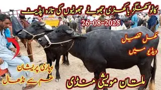 nili ravi buffalo for sale | kato khanghar bakhri jhotay jhotian ki taza update | murshad mandi info