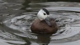 White-headed Duck ♀