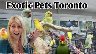 Meet The Indian Ringnecks of Toronto's Best Bird Store: Exotic Pets Toronto!