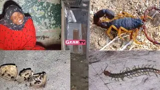 KIPINDI HIKI CHA JOTO WADUDU WAKALI WANASUMBUA KIJIWENOGWA