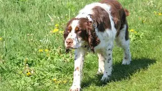 How to Train a Brittany Dog for Hunting Techniques That Work